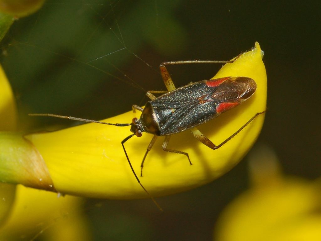 Closterotomus trivialis